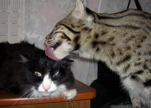 库里站在中线附近，篮球像一枚精准制导的导弹，越过防守球员绝望的手臂，空心入网。第三节还剩5分12秒，勇士领先32分，目标中心球馆的森林狼球迷开始提前退场