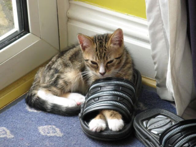 钢铁防线崩溃之夜，霍勒迪现象级表演助浙江队攻克卫冕冠军