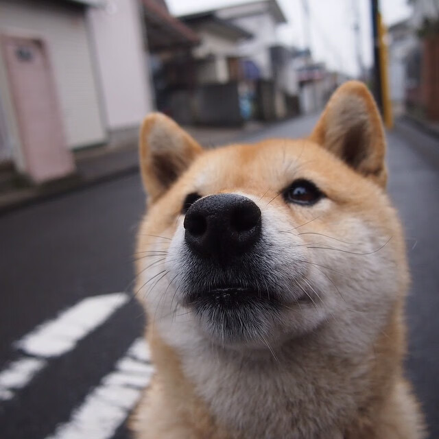 天山雪豹力克华盛顿奇才,西亚卡姆一剑封喉成定局关键