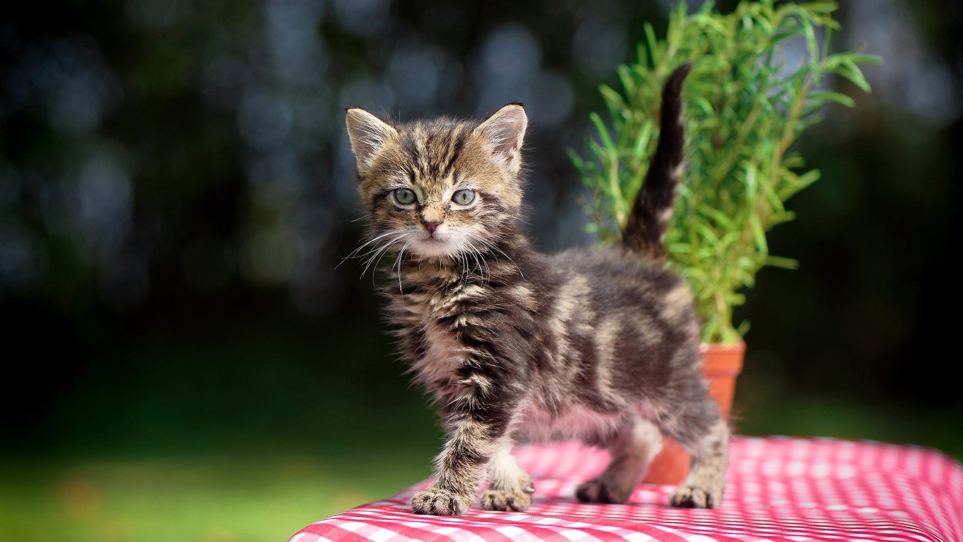 开云体育-防守绞索与尖刀，当尼克斯的铁血锁住勇士，莫兰特刺穿最后防线